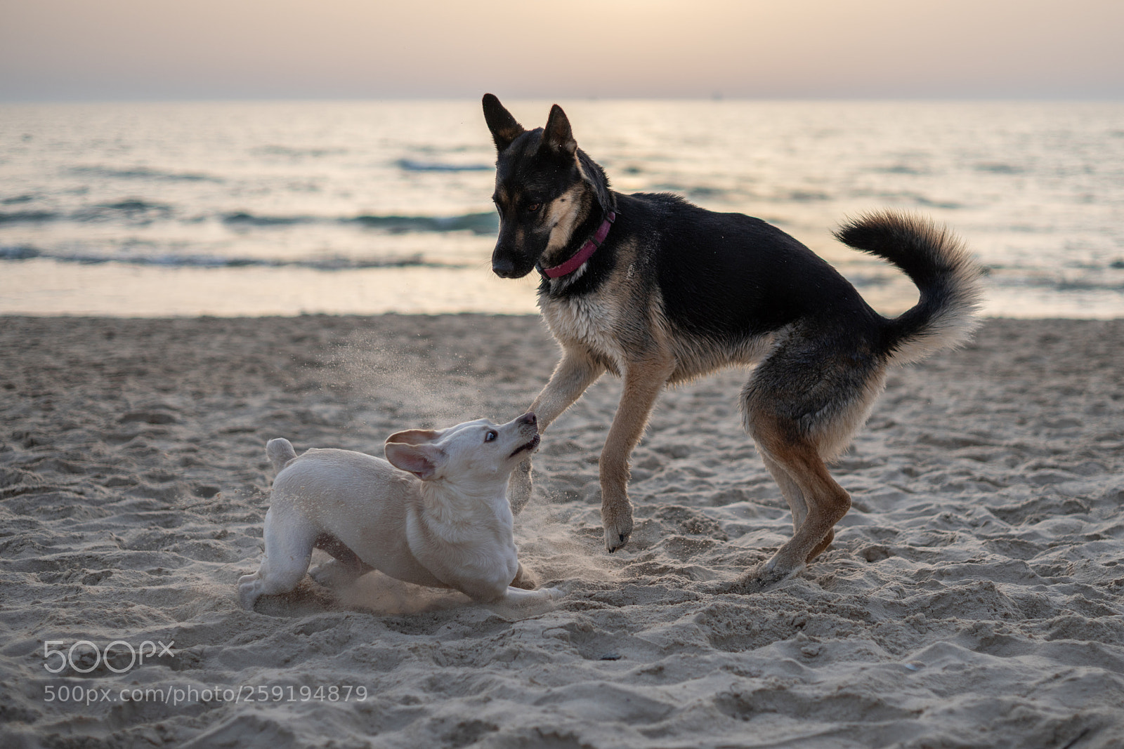 Sony a7R III sample photo. Fair game photography