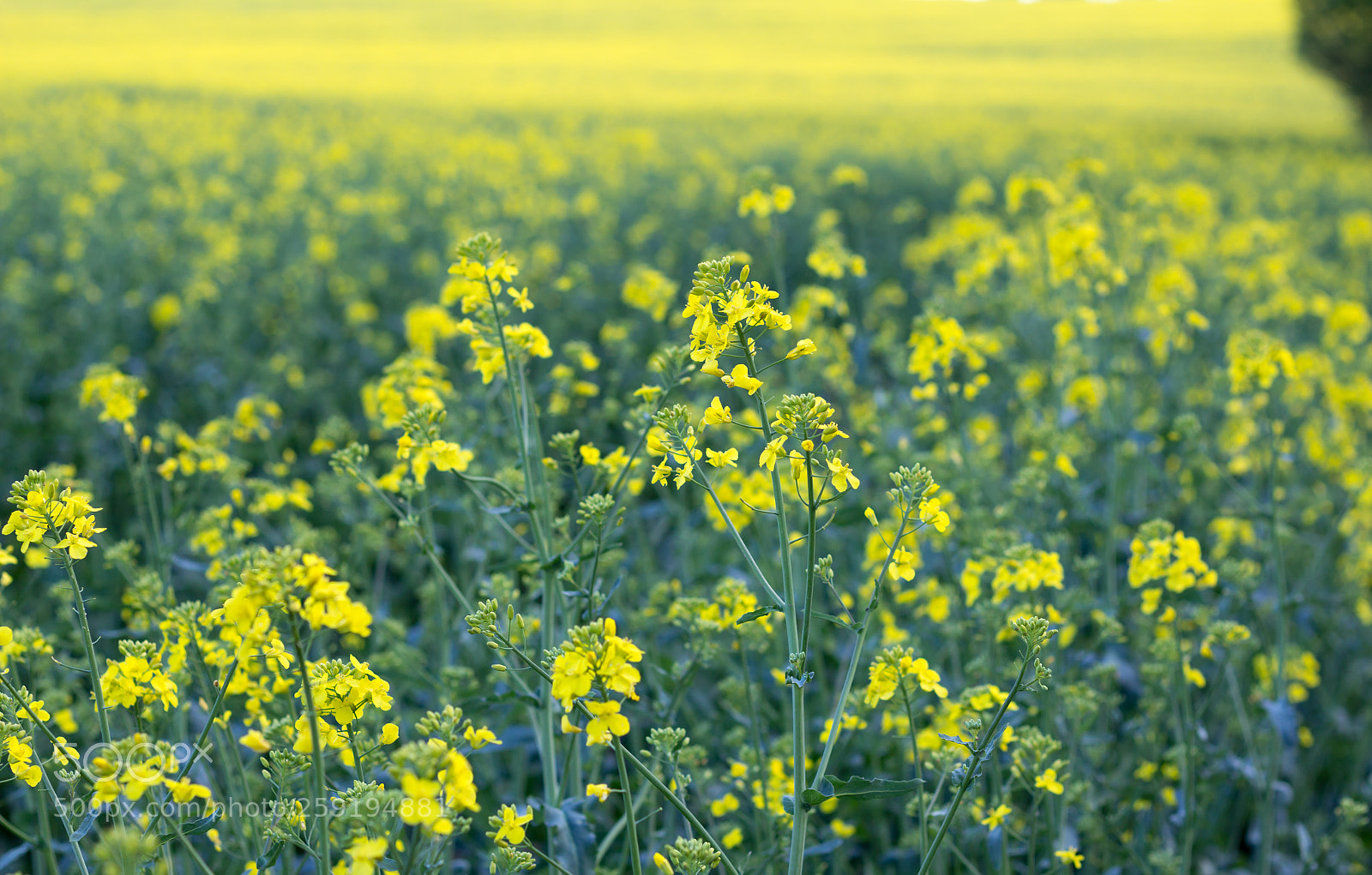 Canon EOS 60D sample photo. Yellow beauty in rapeseed photography