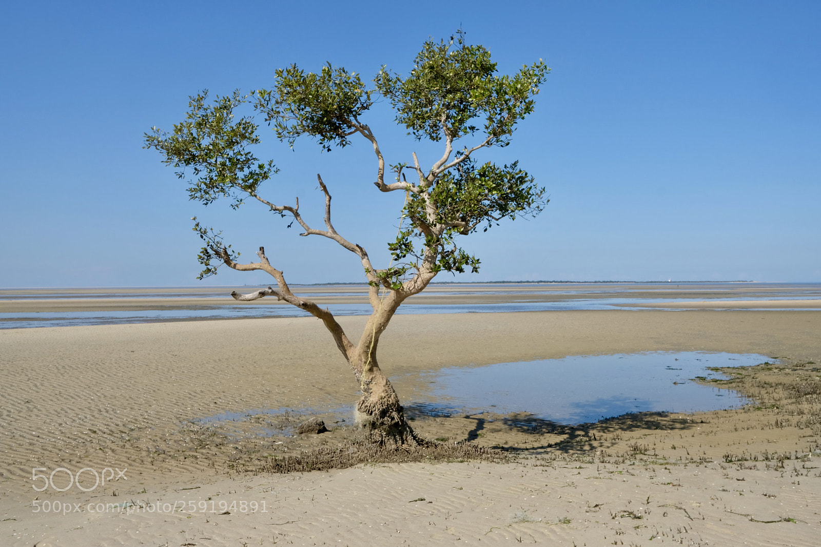 Fujifilm X-T2 sample photo. Tree on the beach photography