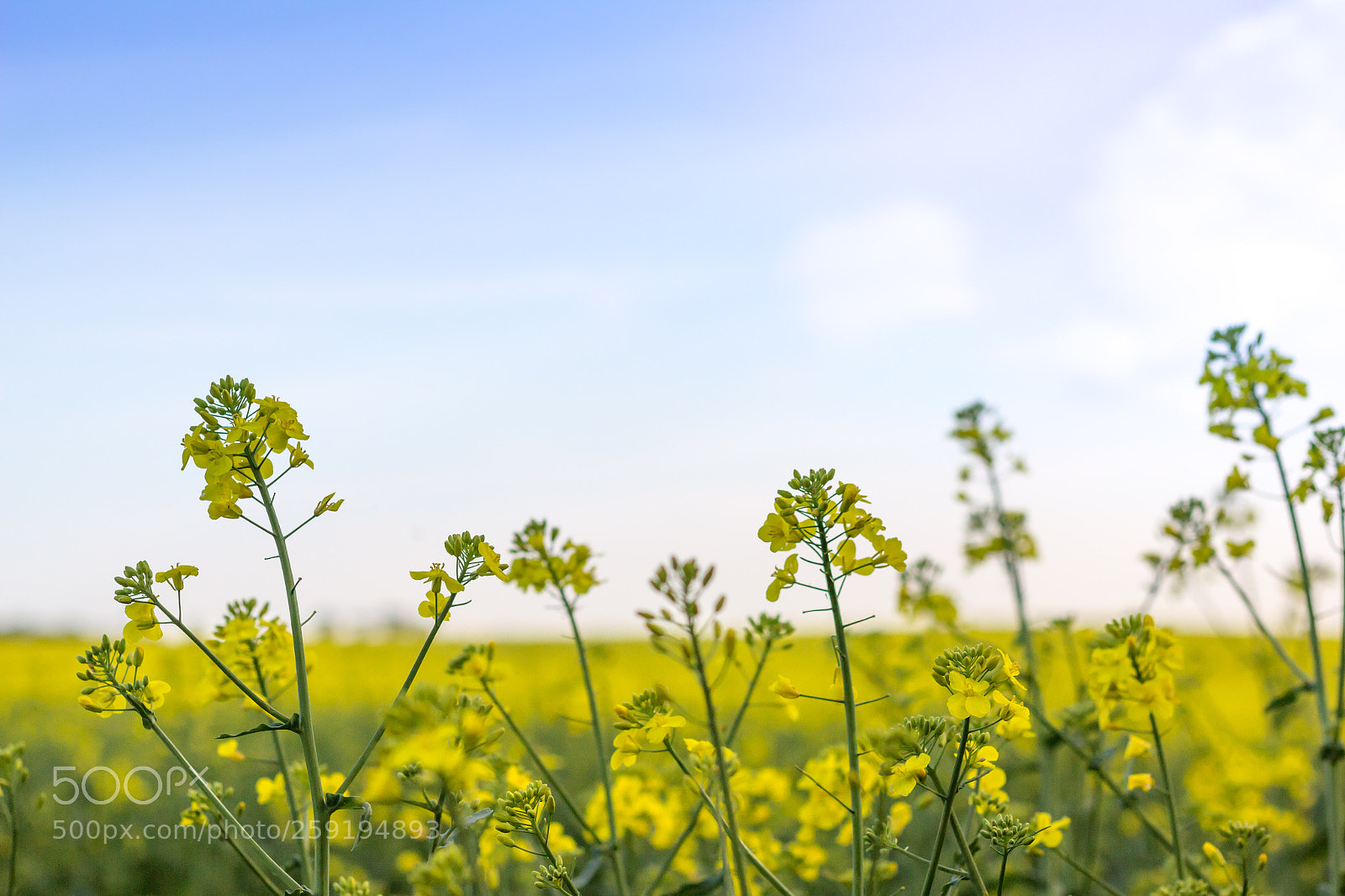 Canon EOS 60D sample photo. Yellow beauty in rapeseed photography