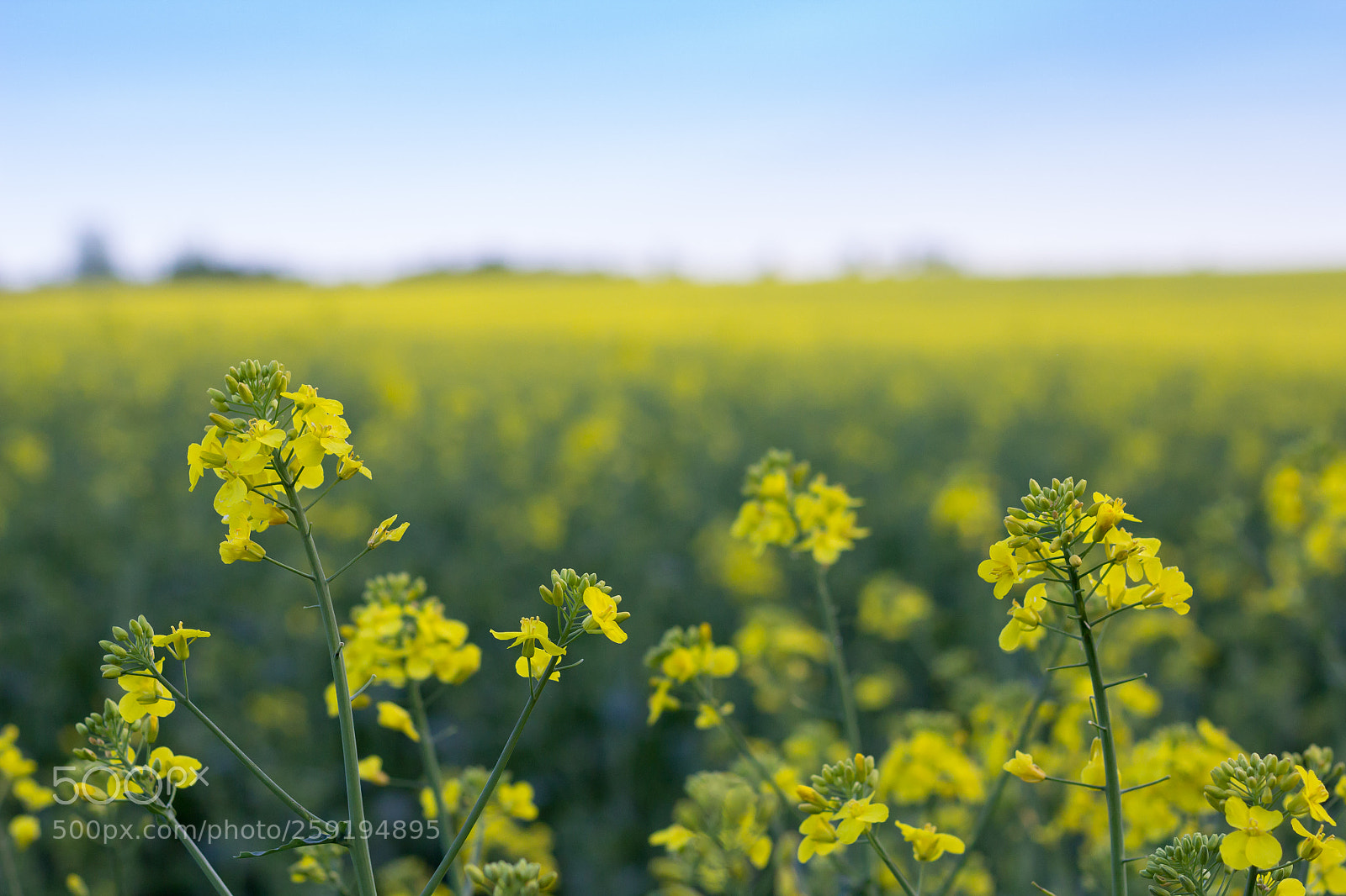 Canon EOS 60D sample photo. Yellow beauty in rapeseed photography
