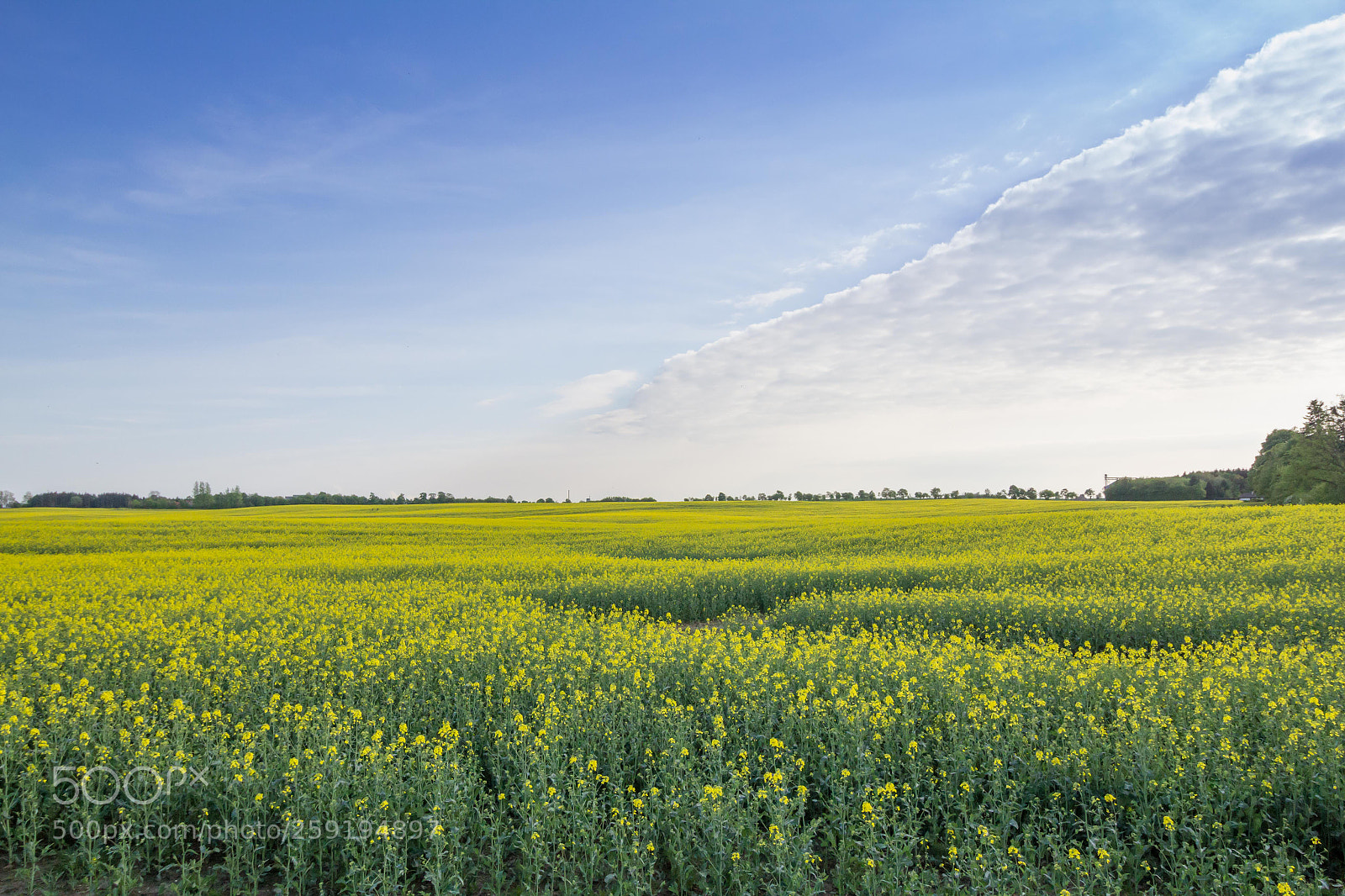 Canon EOS 60D sample photo. Yellow beauty in rapeseed photography