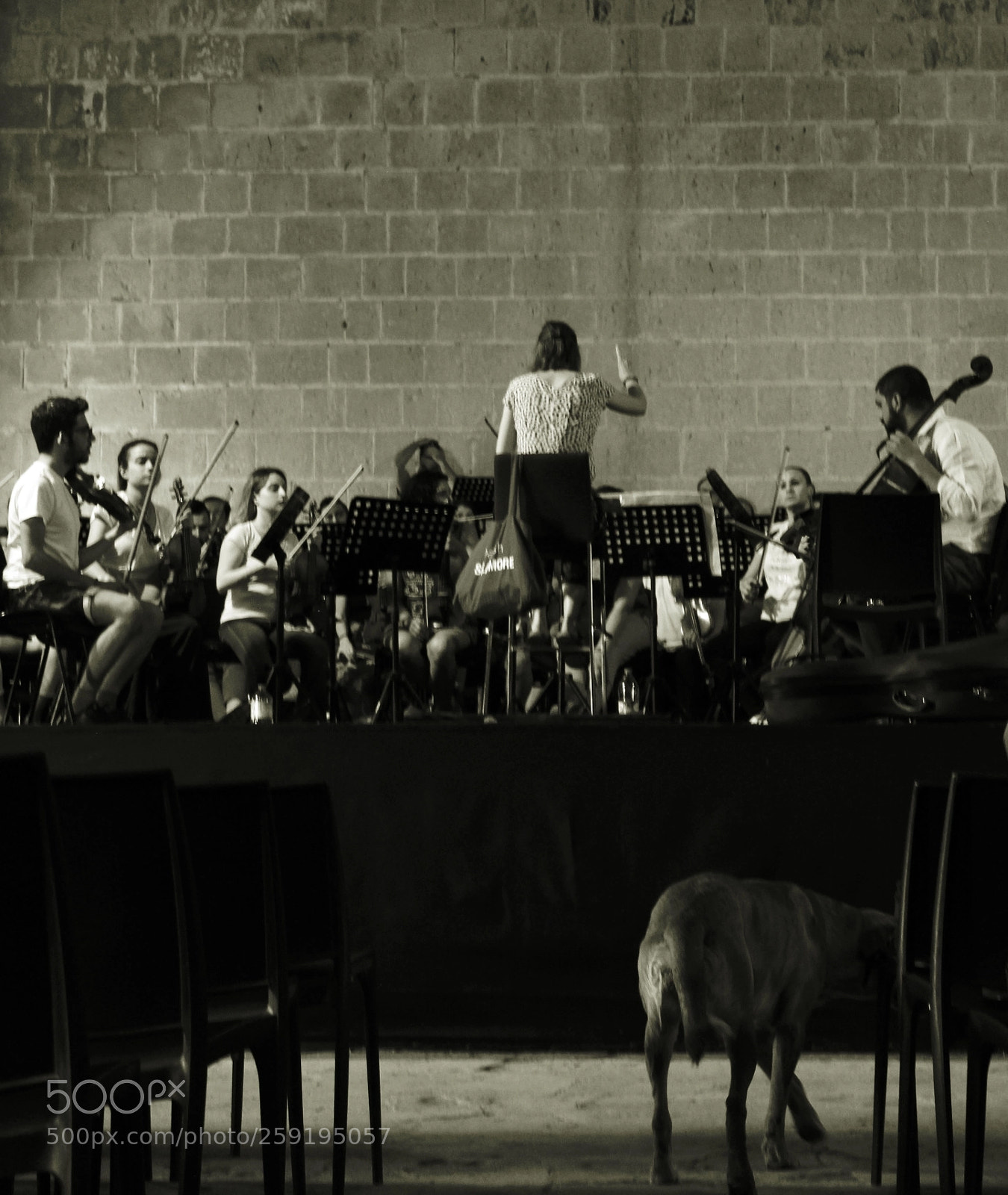 Canon EF-S 18-55mm F3.5-5.6 III sample photo. No dogs, no musics photography