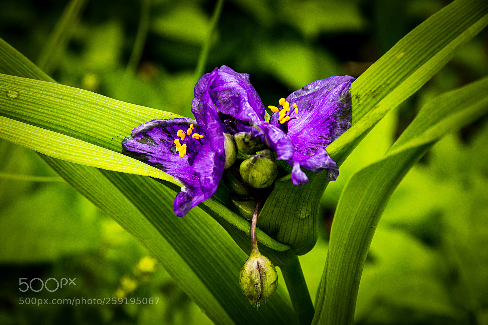 Canon EOS 600D (Rebel EOS T3i / EOS Kiss X5) sample photo. Wildflower on dr canal photography
