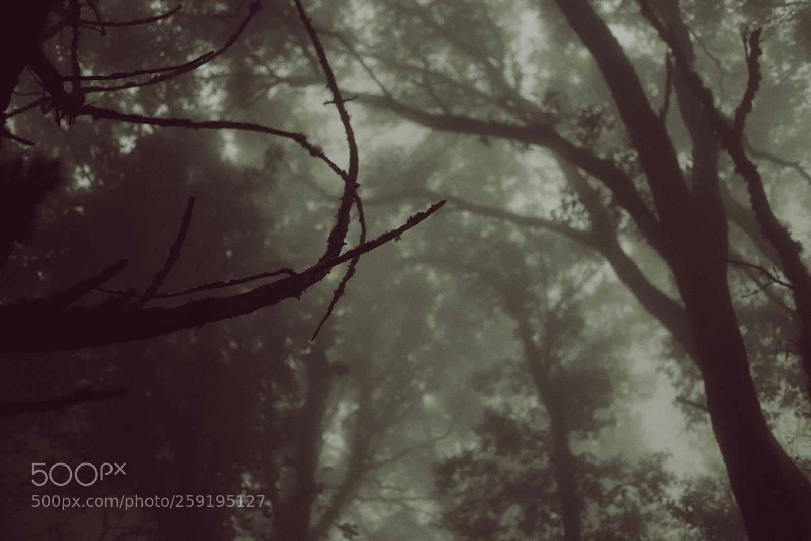 Nikon D800 sample photo. Erice photography