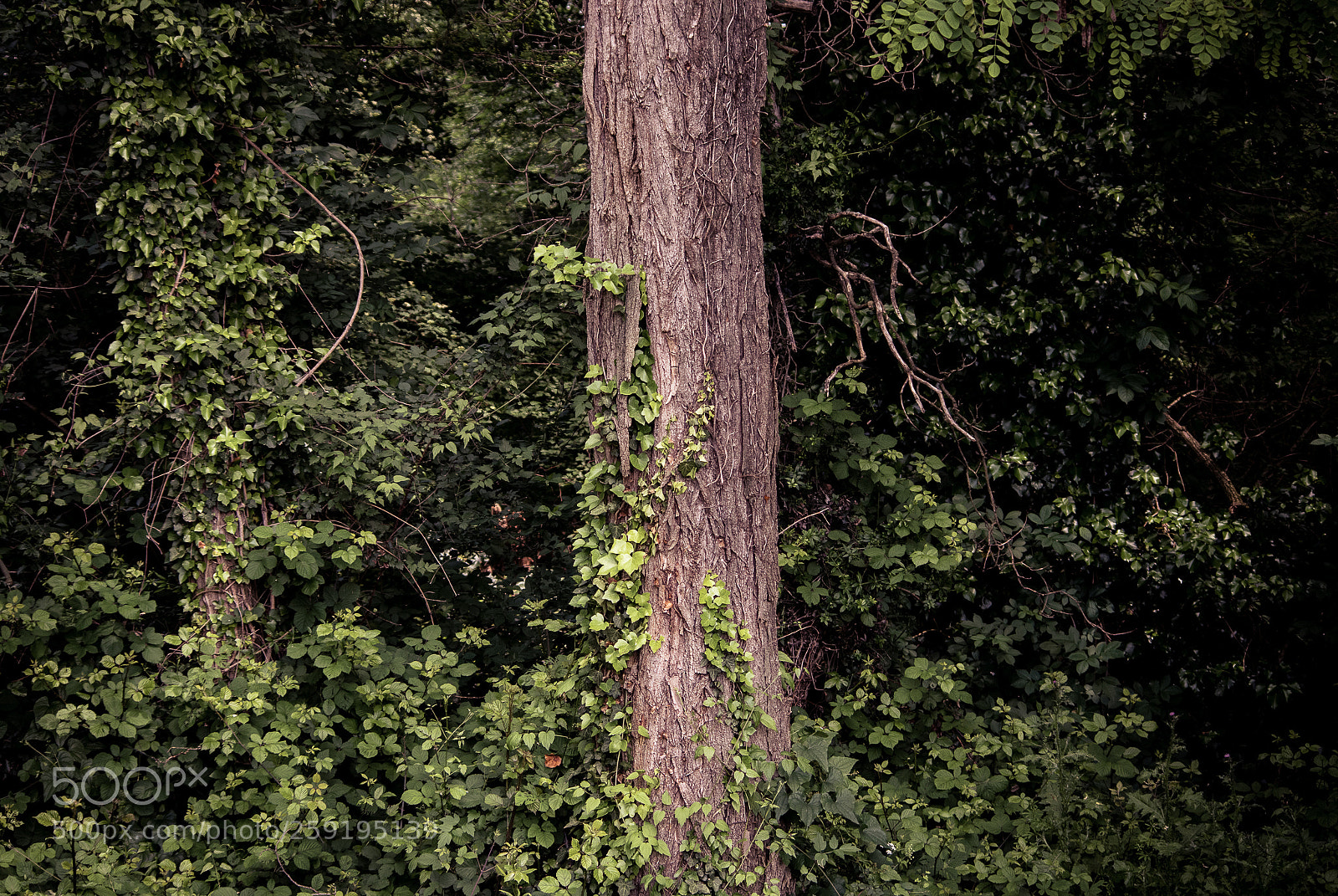 Pentax K-3 sample photo. Trunk photography