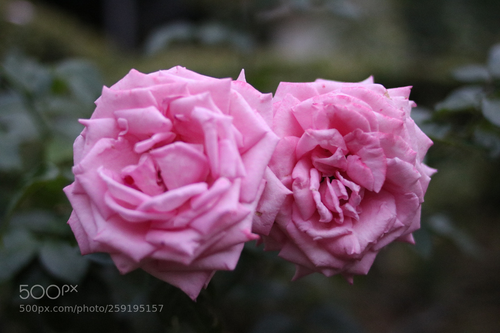 Canon EOS 750D (EOS Rebel T6i / EOS Kiss X8i) sample photo. Roses are pink... photography