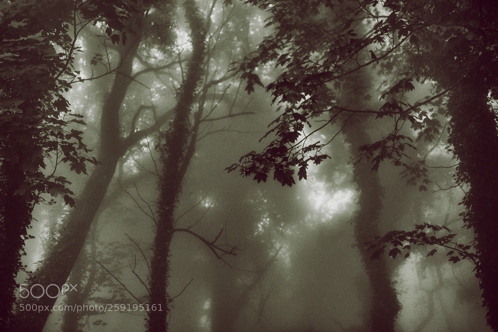 Nikon D800 sample photo. Erice photography
