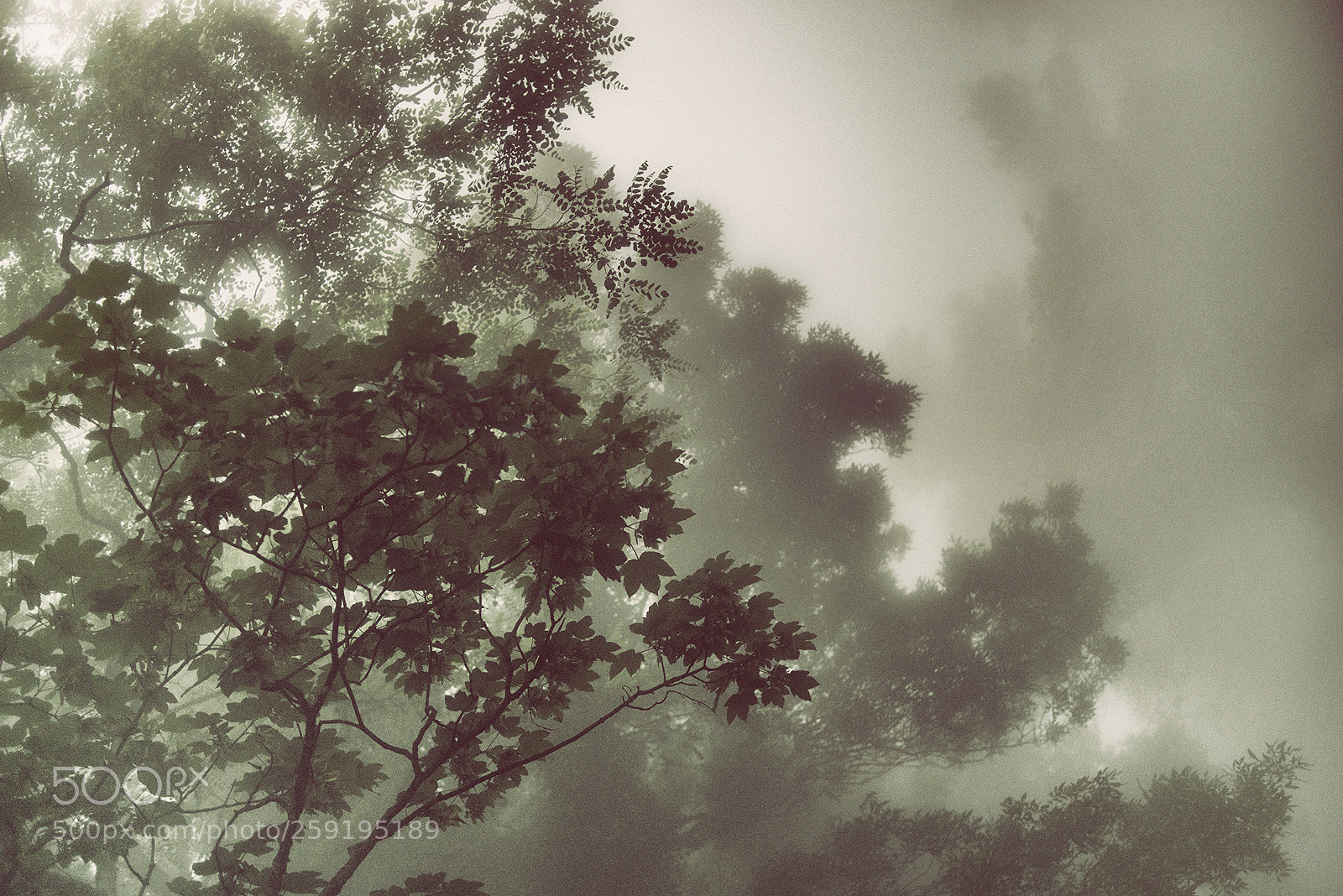 Nikon D800 sample photo. Erice photography