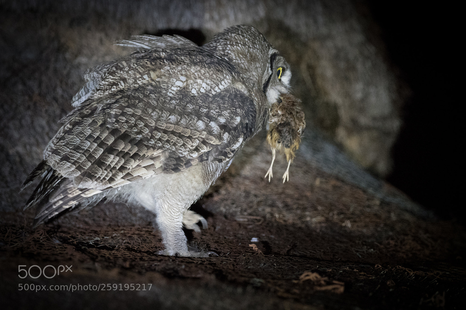 Nikon D850 sample photo. Hunting in the night photography