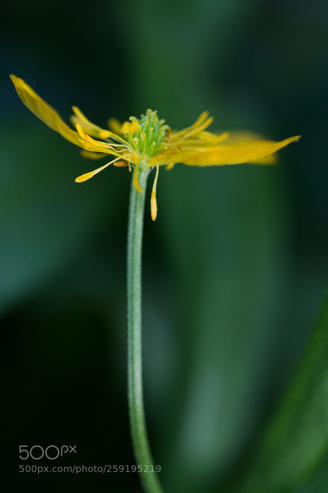 Canon EOS 700D (EOS Rebel T5i / EOS Kiss X7i) sample photo. Fatiguée (tired) photography