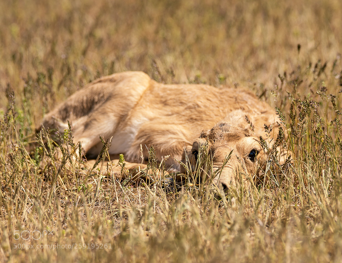 Sony a99 II sample photo. Young saigas photography