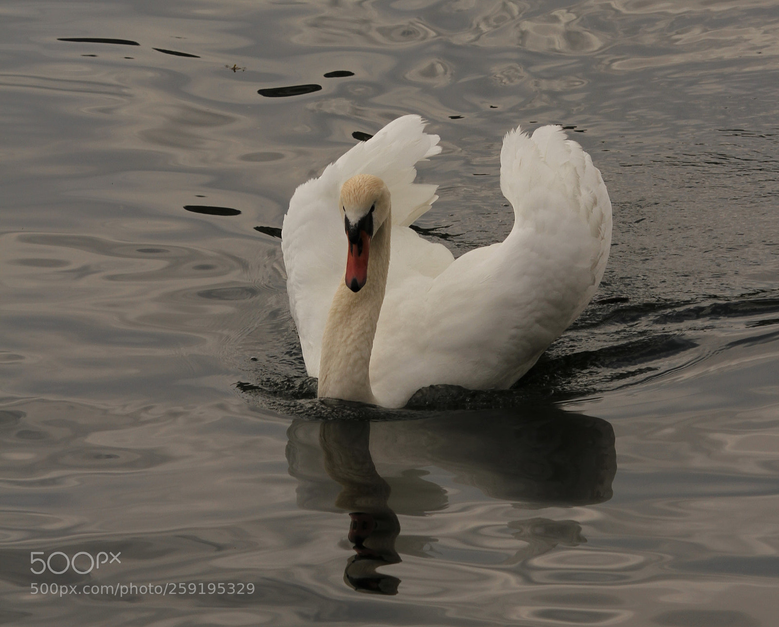 Canon EOS 7D sample photo. The swan photography