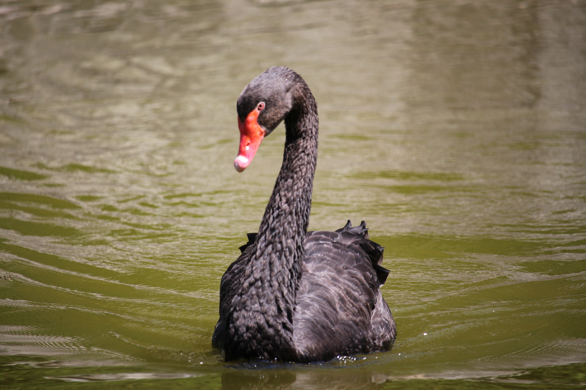 Canon EF-S 55-250mm F4-5.6 IS STM sample photo. Cigno nero photography