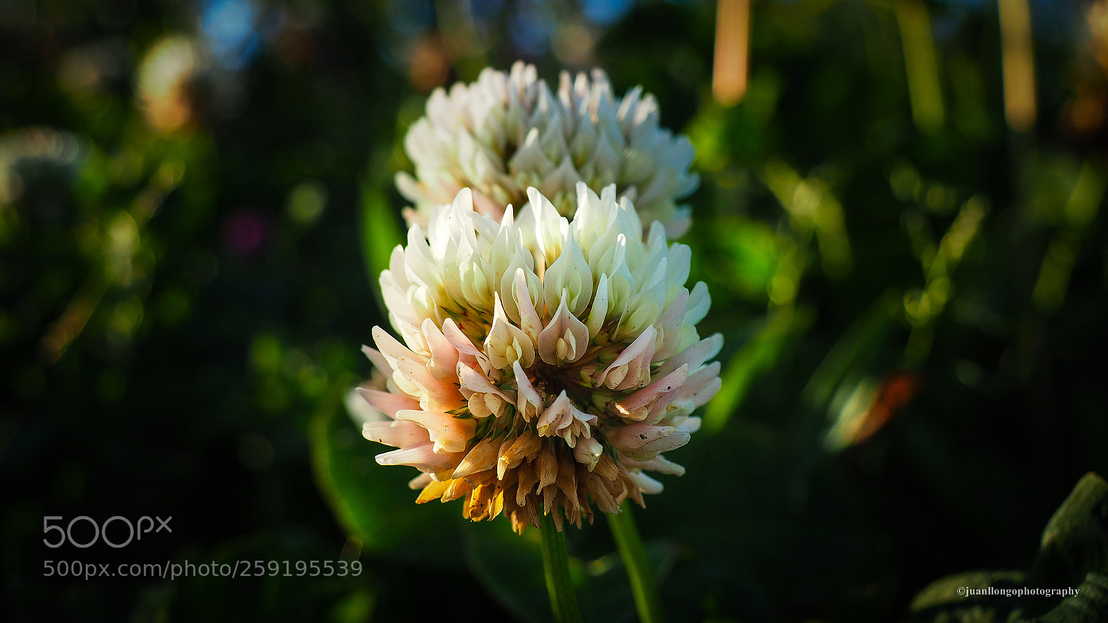 Olympus OM-D E-M10 II sample photo. Flor - flower photography