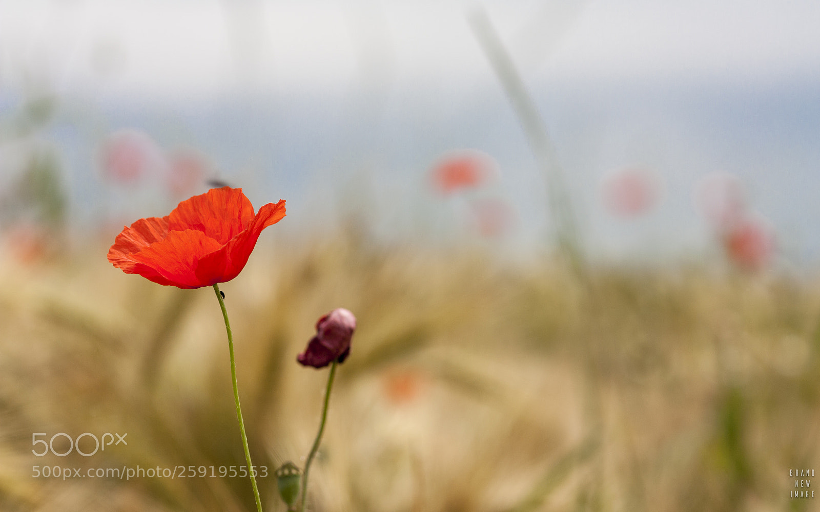 Canon EOS 450D (EOS Rebel XSi / EOS Kiss X2) sample photo. It's poppy season photography