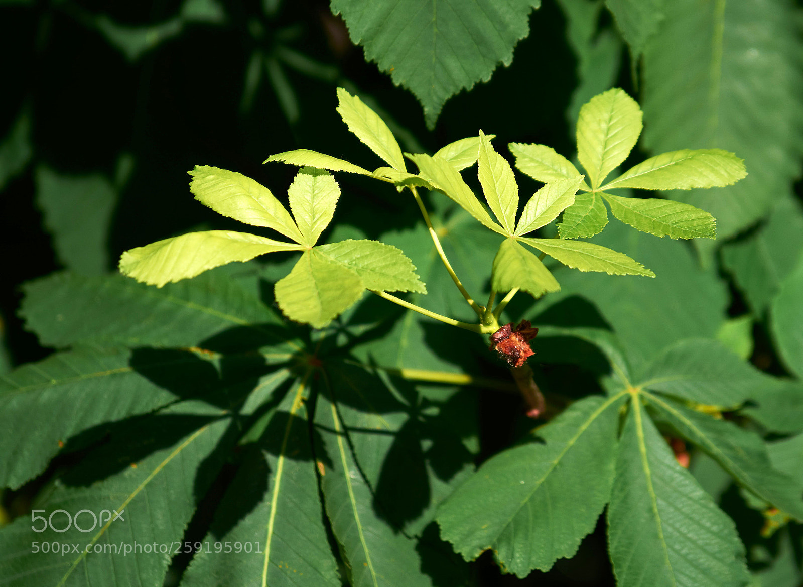 Nikon D7100 sample photo. Fresh green leaves photography