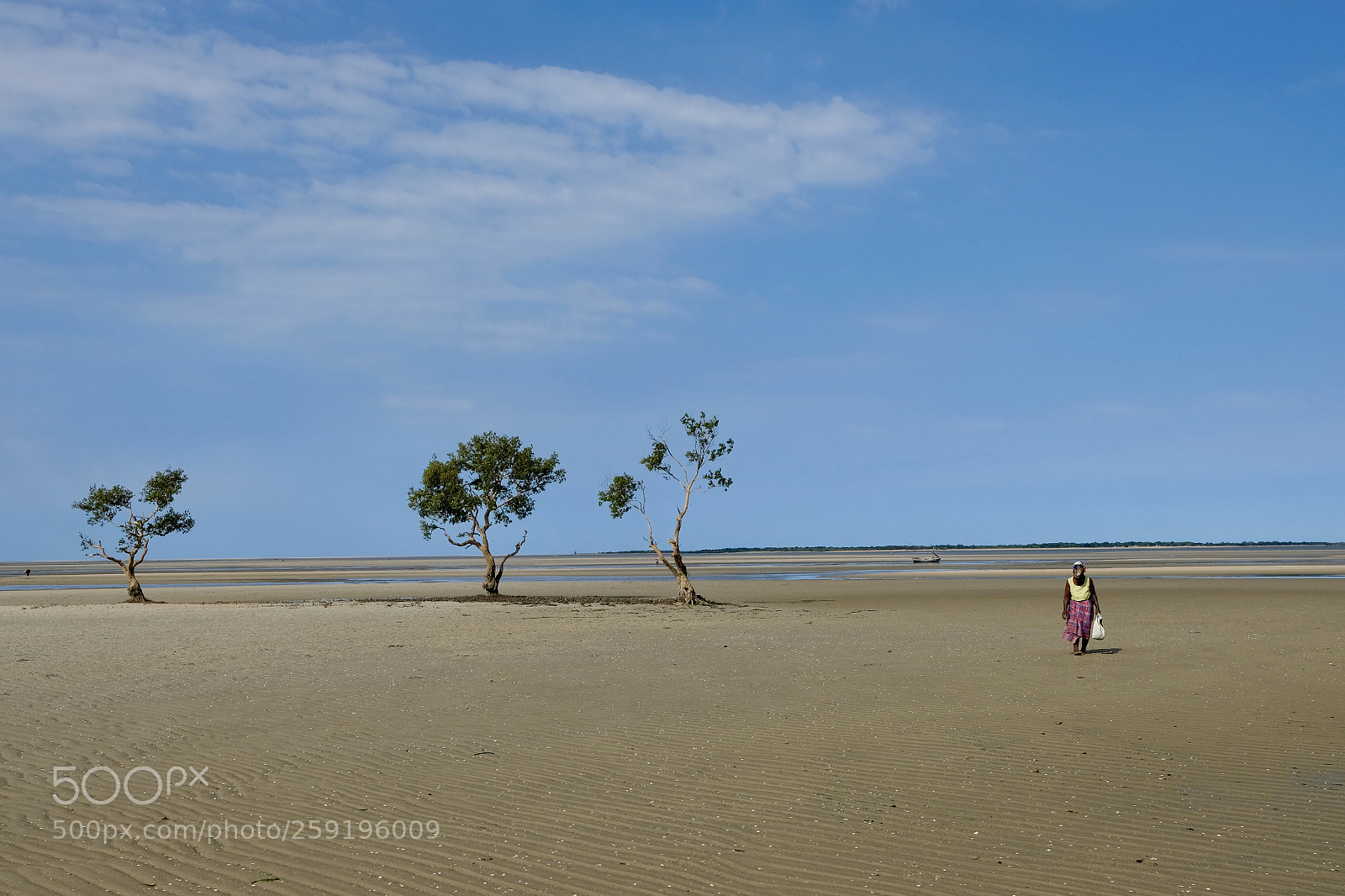 Fujifilm X-T2 sample photo. Three trees and a photography