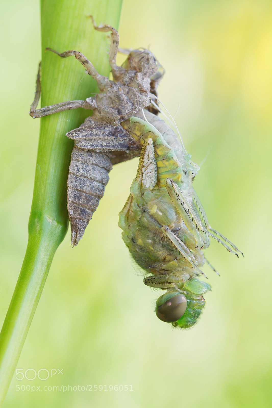 Nikon D7100 sample photo. Orthetrum cancellatum photography