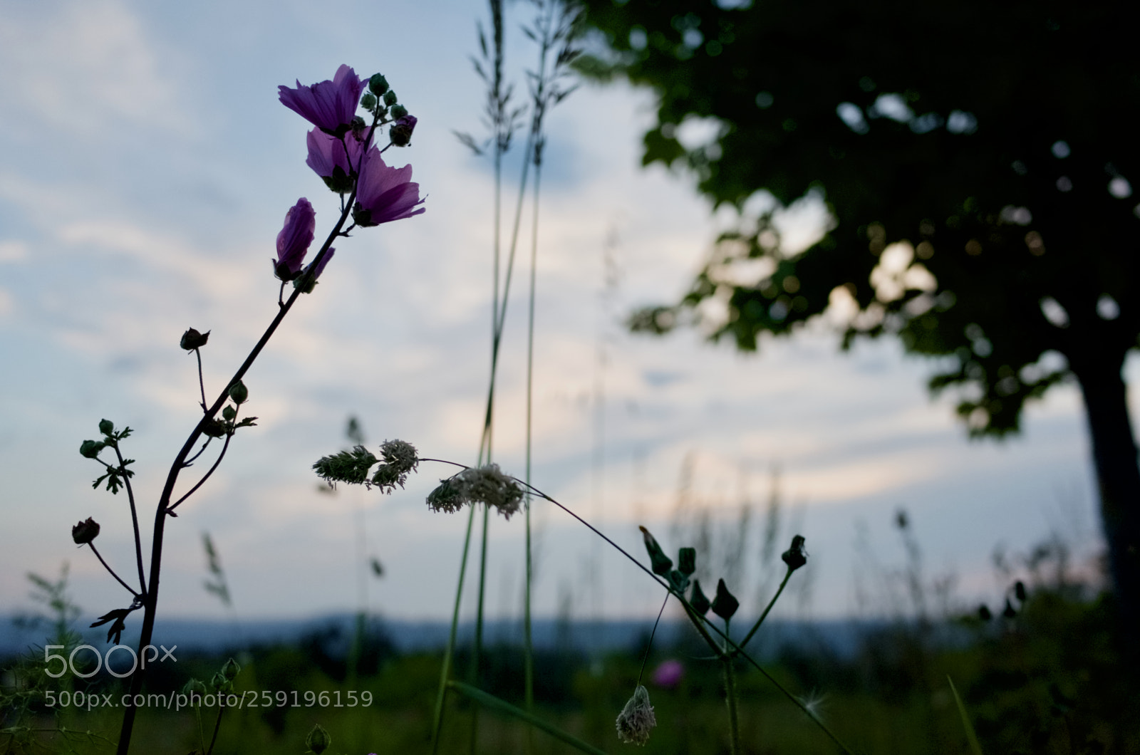Ricoh GR II sample photo. Flowers at sunset photography