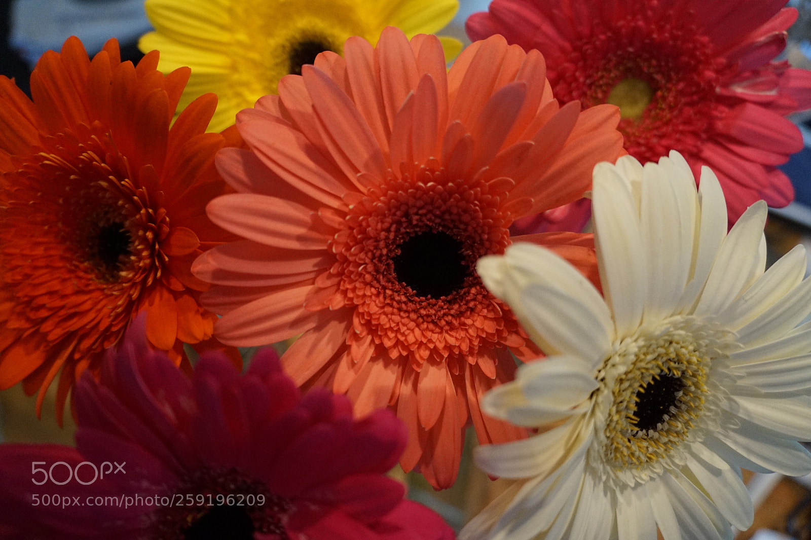 Sony Alpha a5000 (ILCE 5000) sample photo. Dsc photography