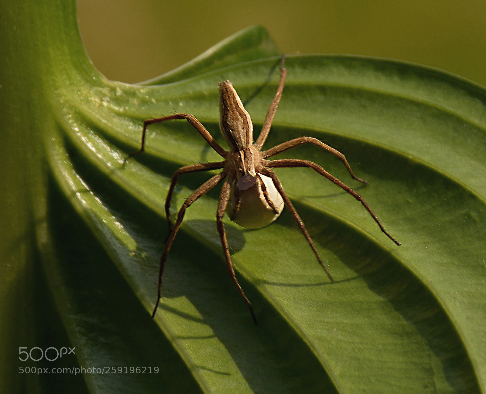 Nikon D5200 sample photo. Spider 22 photography