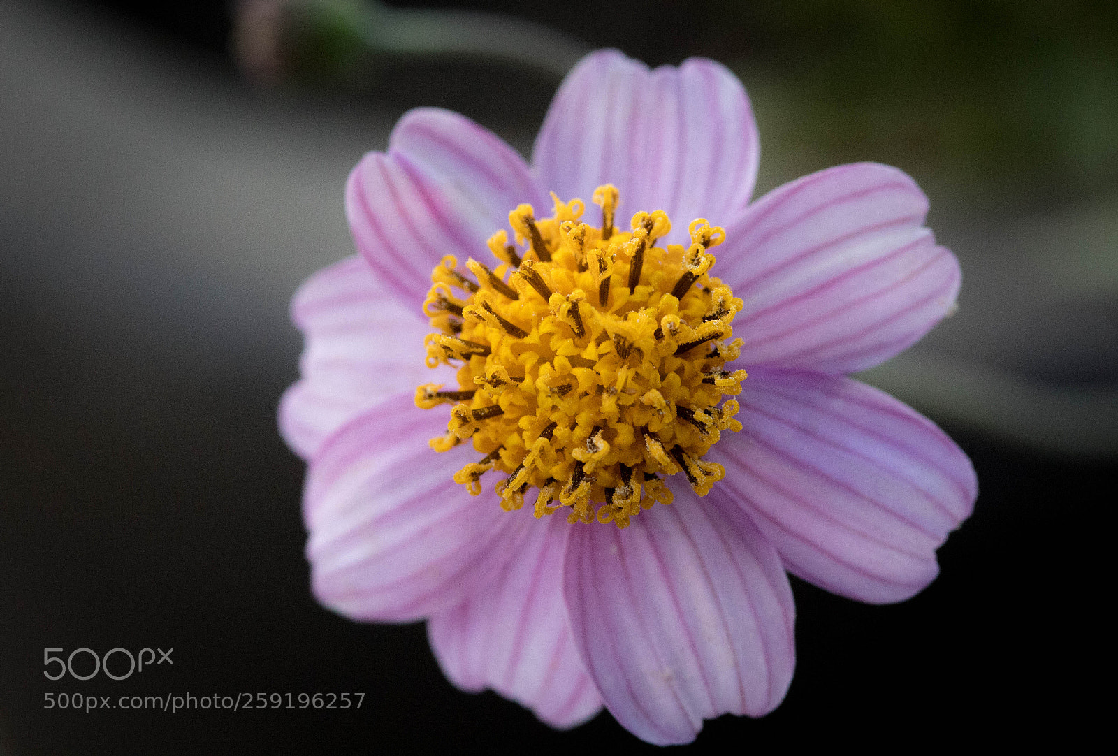 Canon EOS 1300D (EOS Rebel T6 / EOS Kiss X80) sample photo. Flor photography