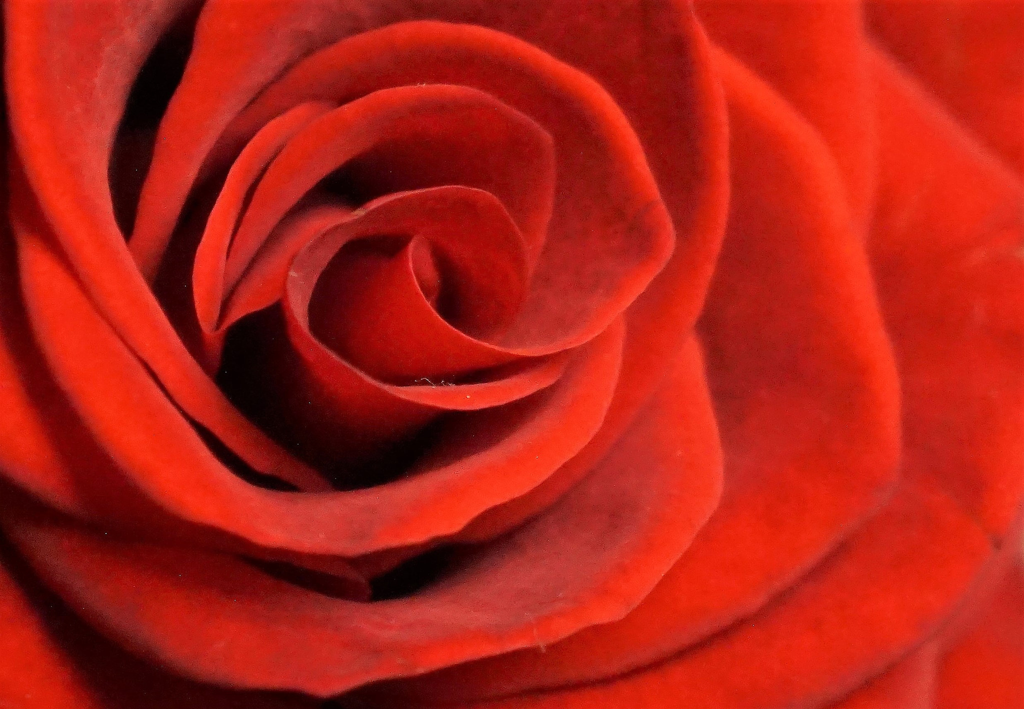 Sony E 18-55mm F3.5-5.6 OSS sample photo. Red rose photography