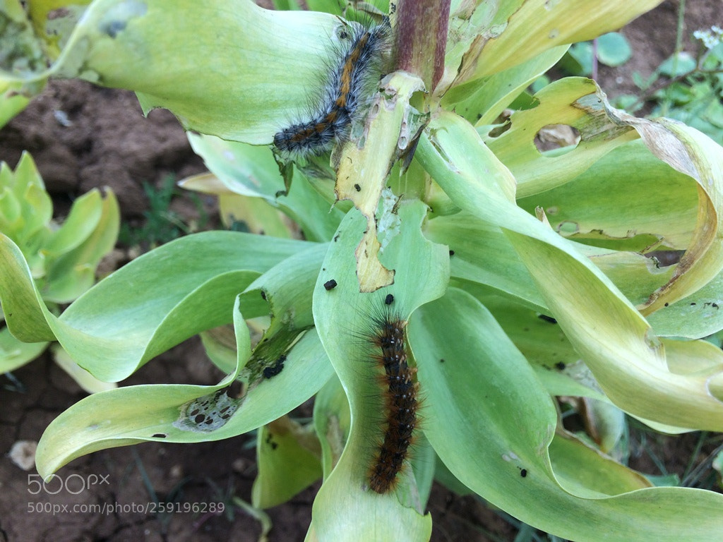 Apple iPhone 5s sample photo. Fritillaria pest photography