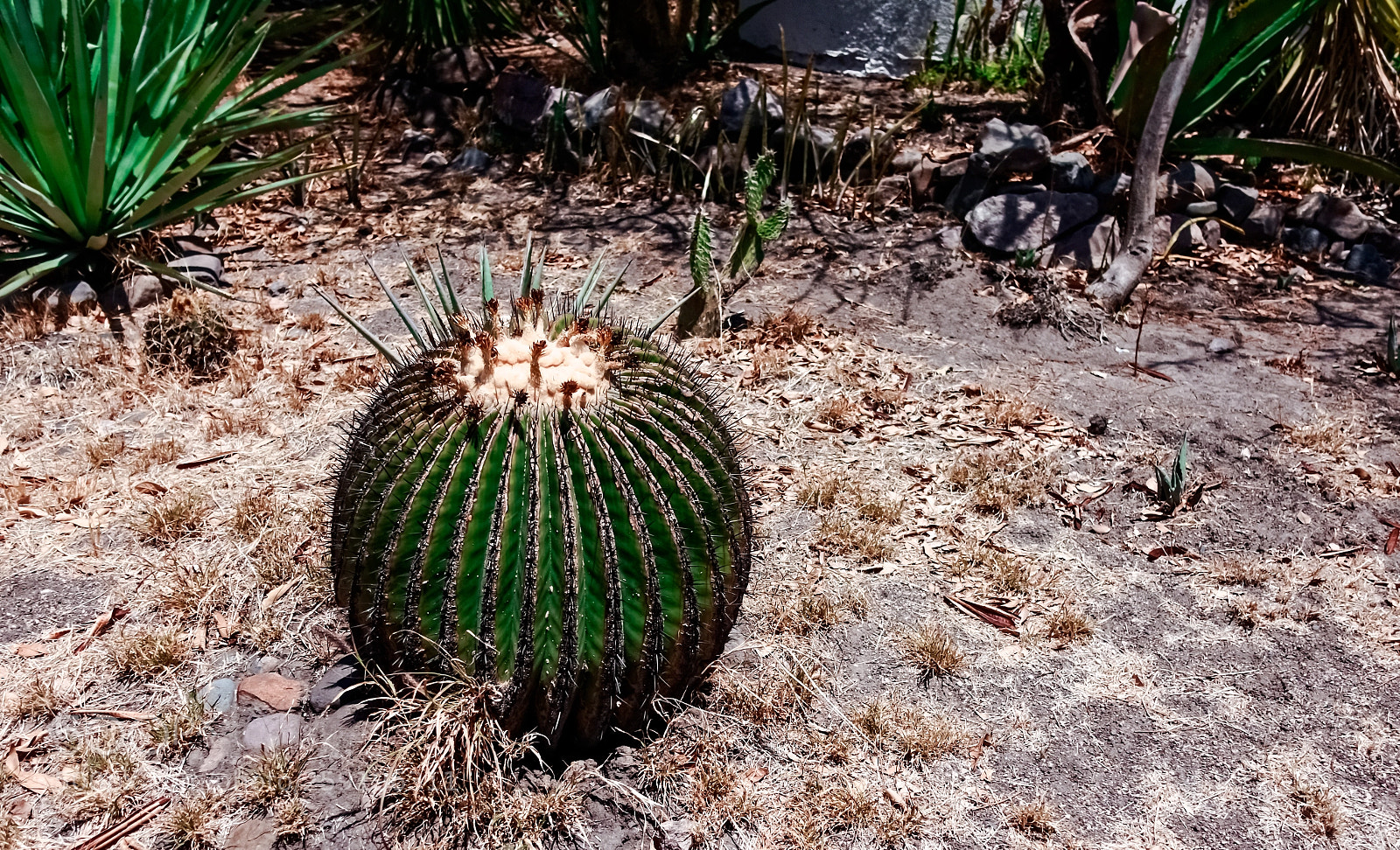 Sony DSC-RX100M5 sample photo. Biznaga (echinocactus sp.) photography