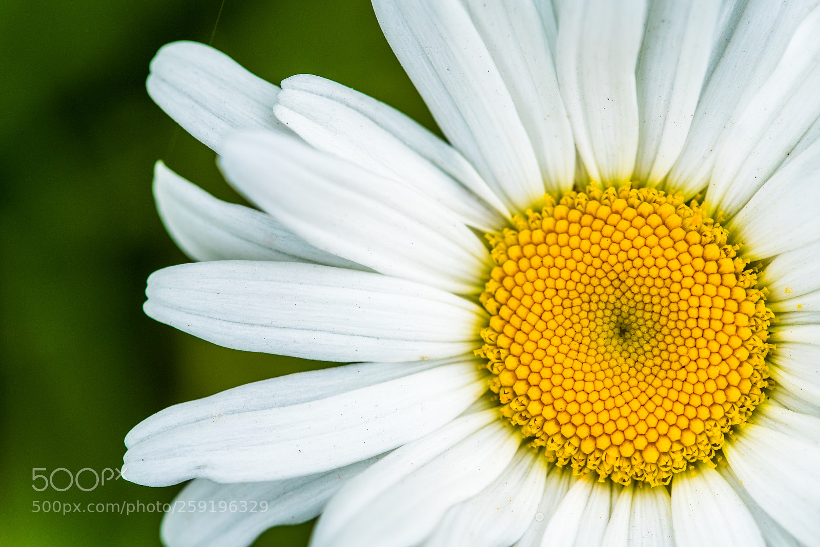 Nikon D750 sample photo. Golden ratio photography
