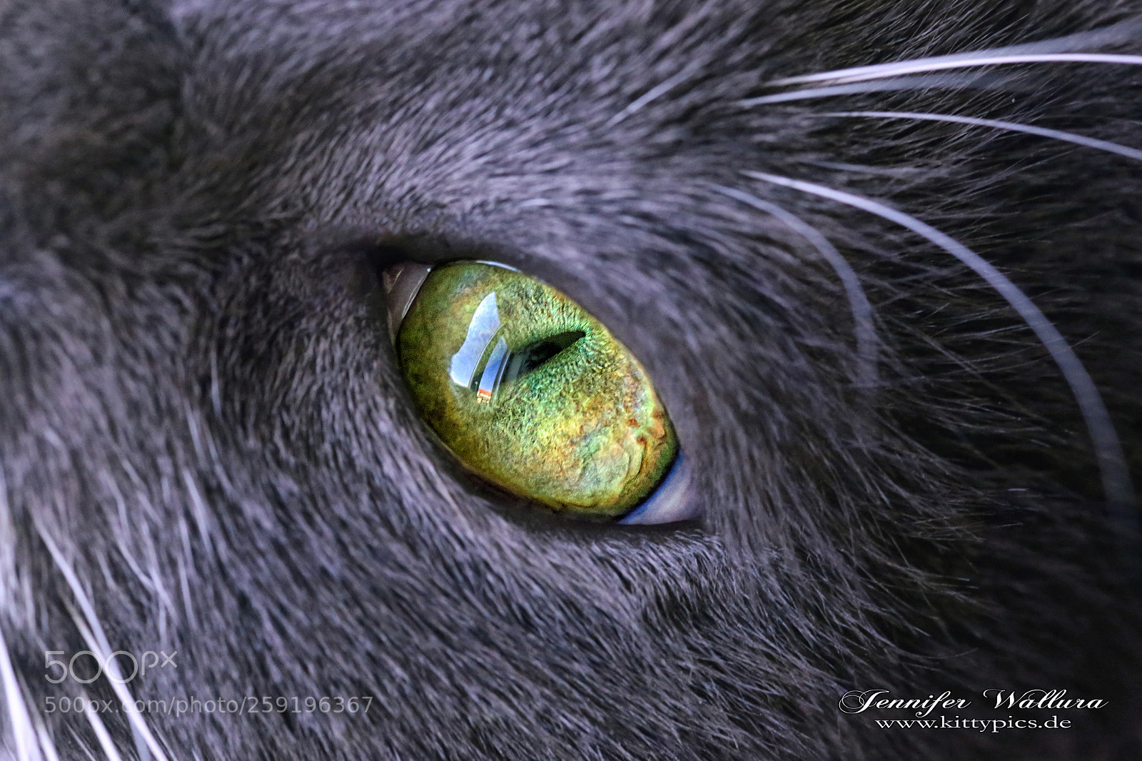 Canon EOS 6D sample photo. Emerald eyes photography