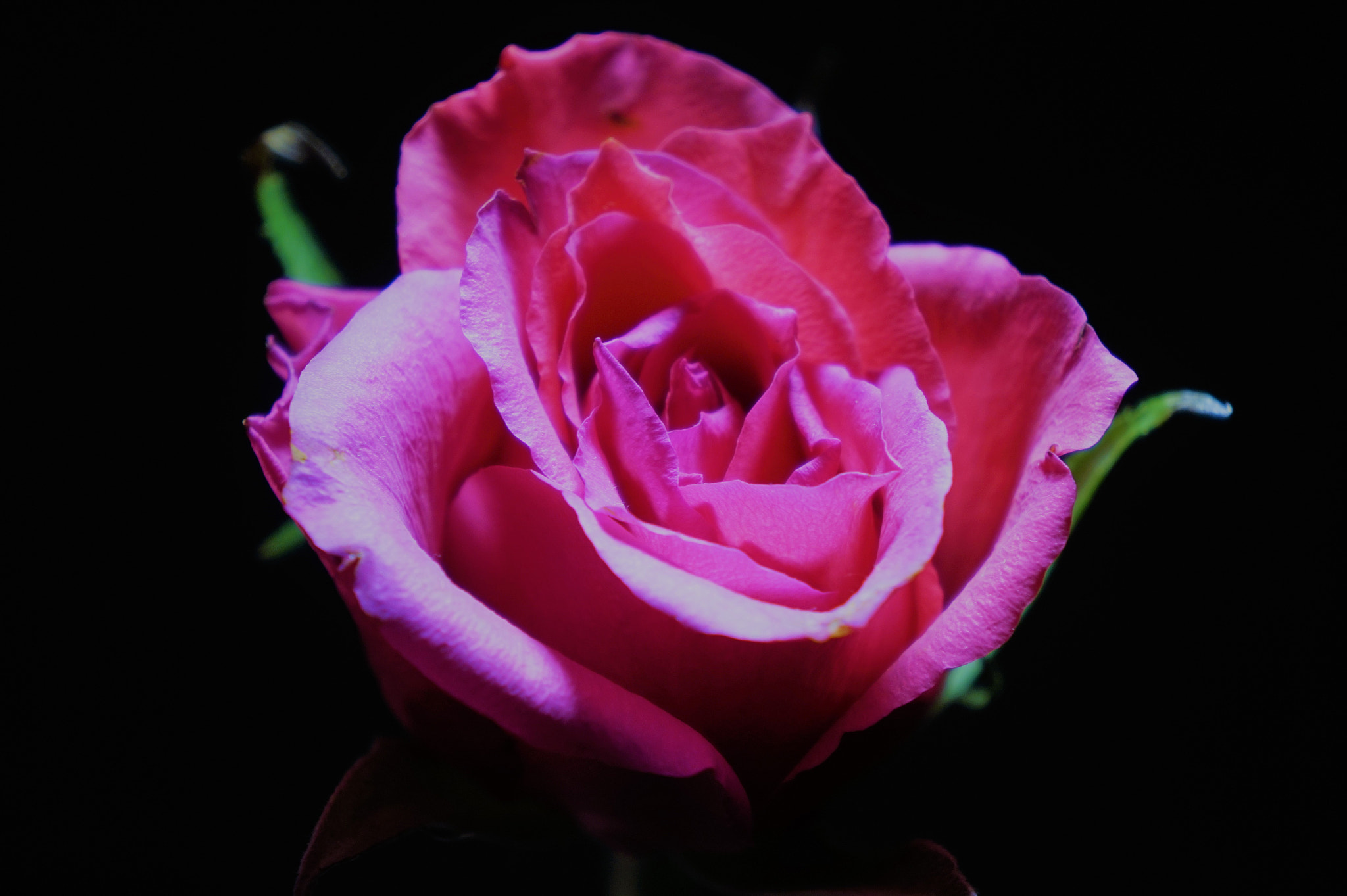 Sony E 18-55mm F3.5-5.6 OSS sample photo. Pink rose photography