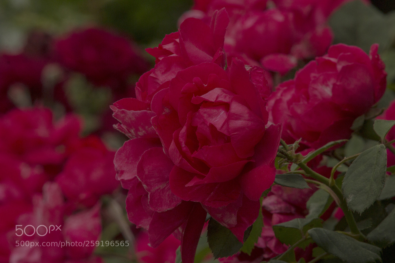 Canon EOS 600D (Rebel EOS T3i / EOS Kiss X5) sample photo. Rose's r redish photography