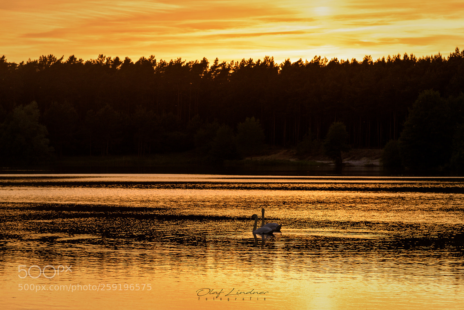 Nikon D750 sample photo. Golden swans photography