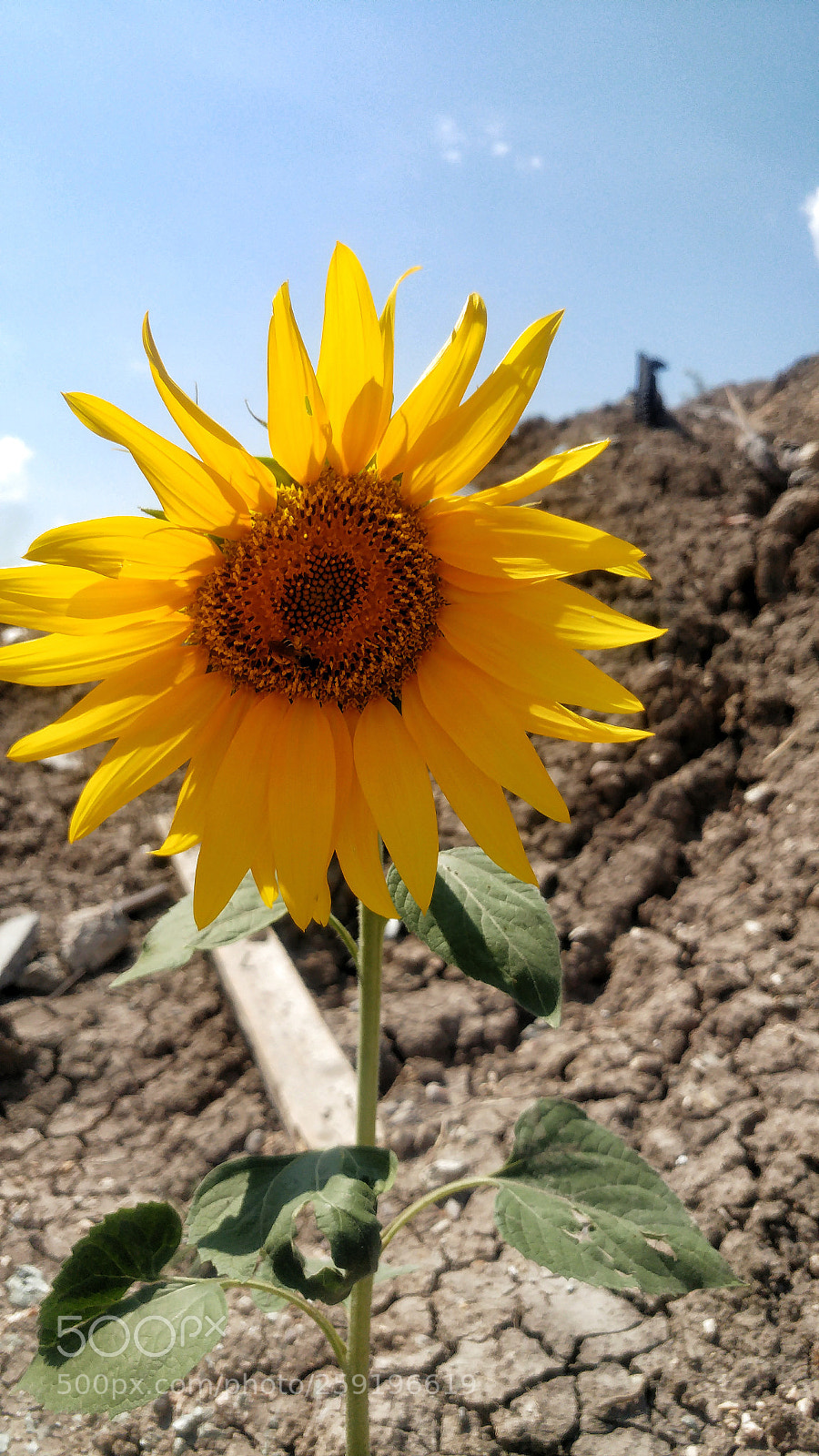 LG G5 sample photo. Ayçiçeği photography