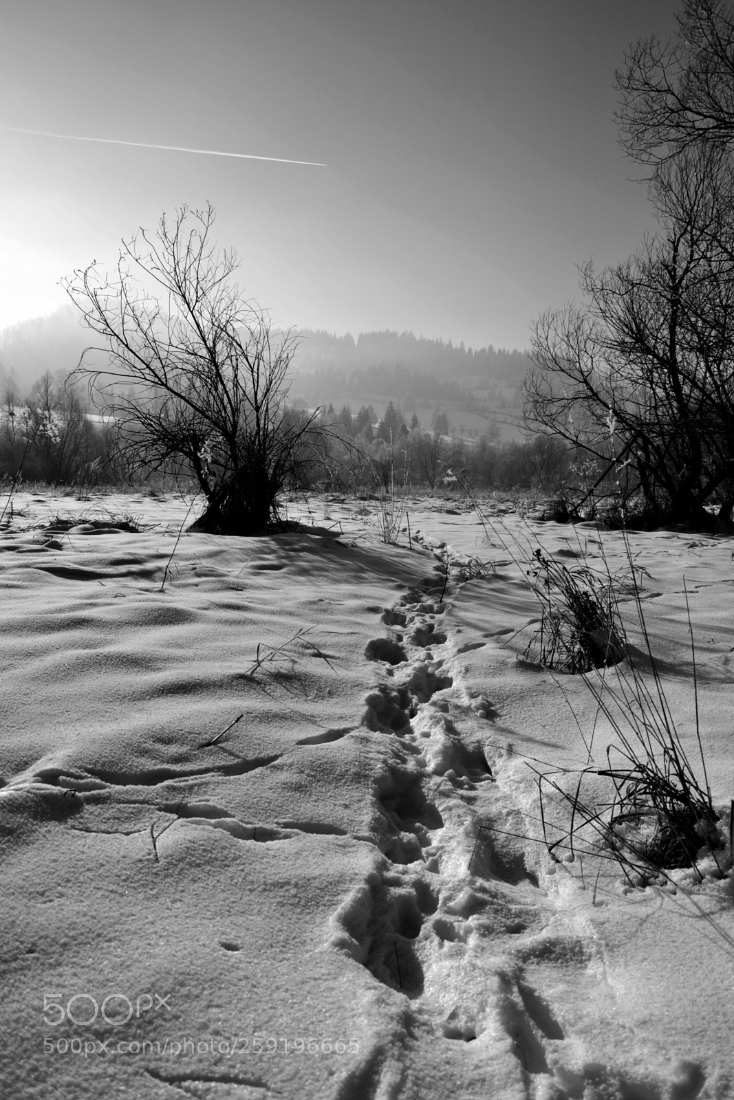 Nikon D3100 sample photo. Untitled photography