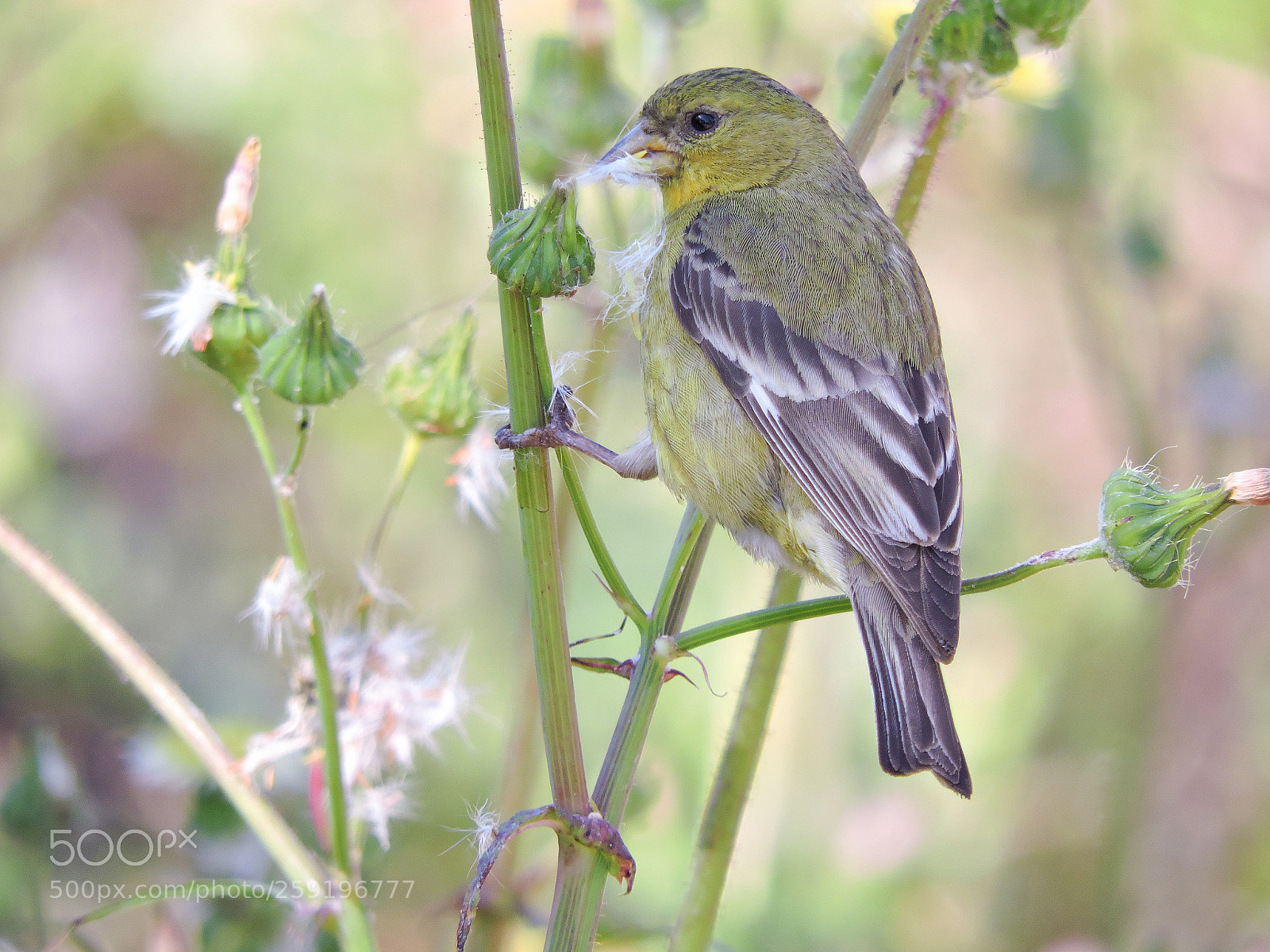 Nikon Coolpix P530 sample photo. Lesser goldfinch photography