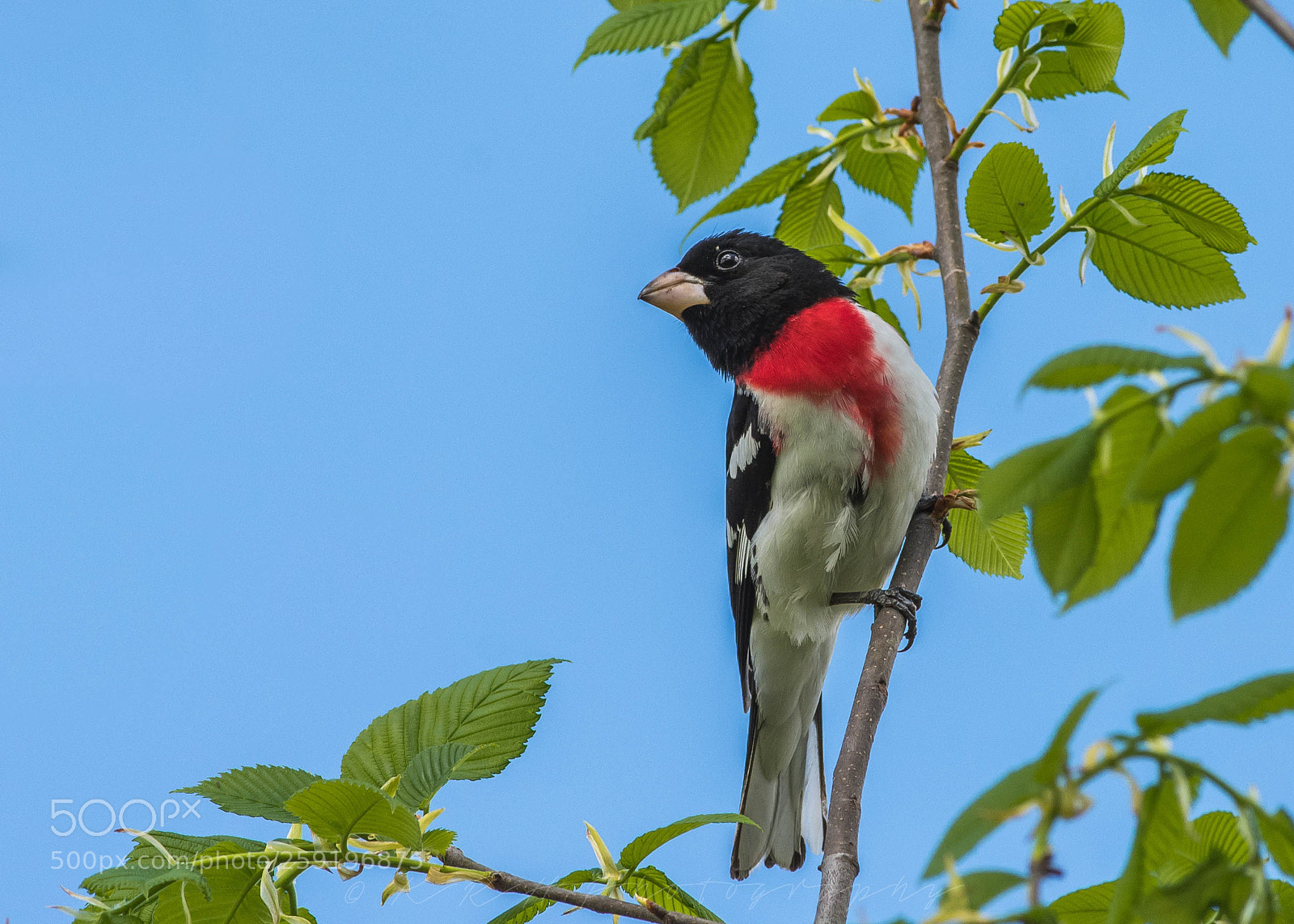 Nikon D7200 sample photo. Rose breasted grosbeak photography