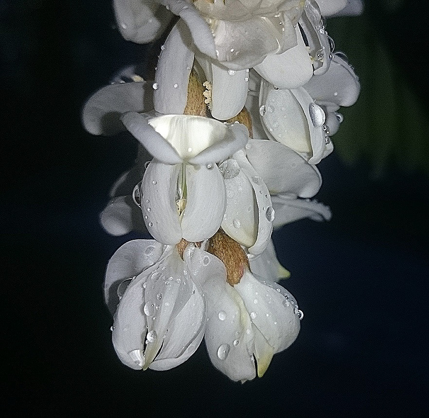 Sony Xperia Z2 sample photo. Bagrem photography
