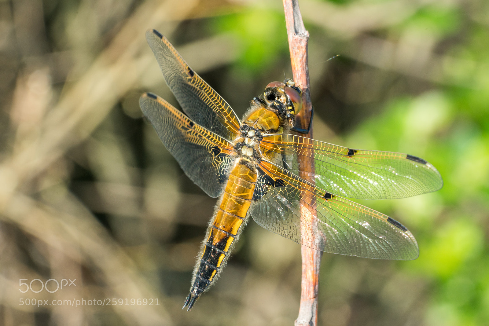 Sony a7R II sample photo. Four-spotted chaser (libellula quadrimaculata) photography