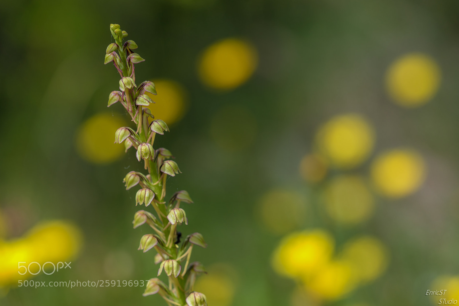Sony a7 II sample photo. Aceras anthropophorum photography