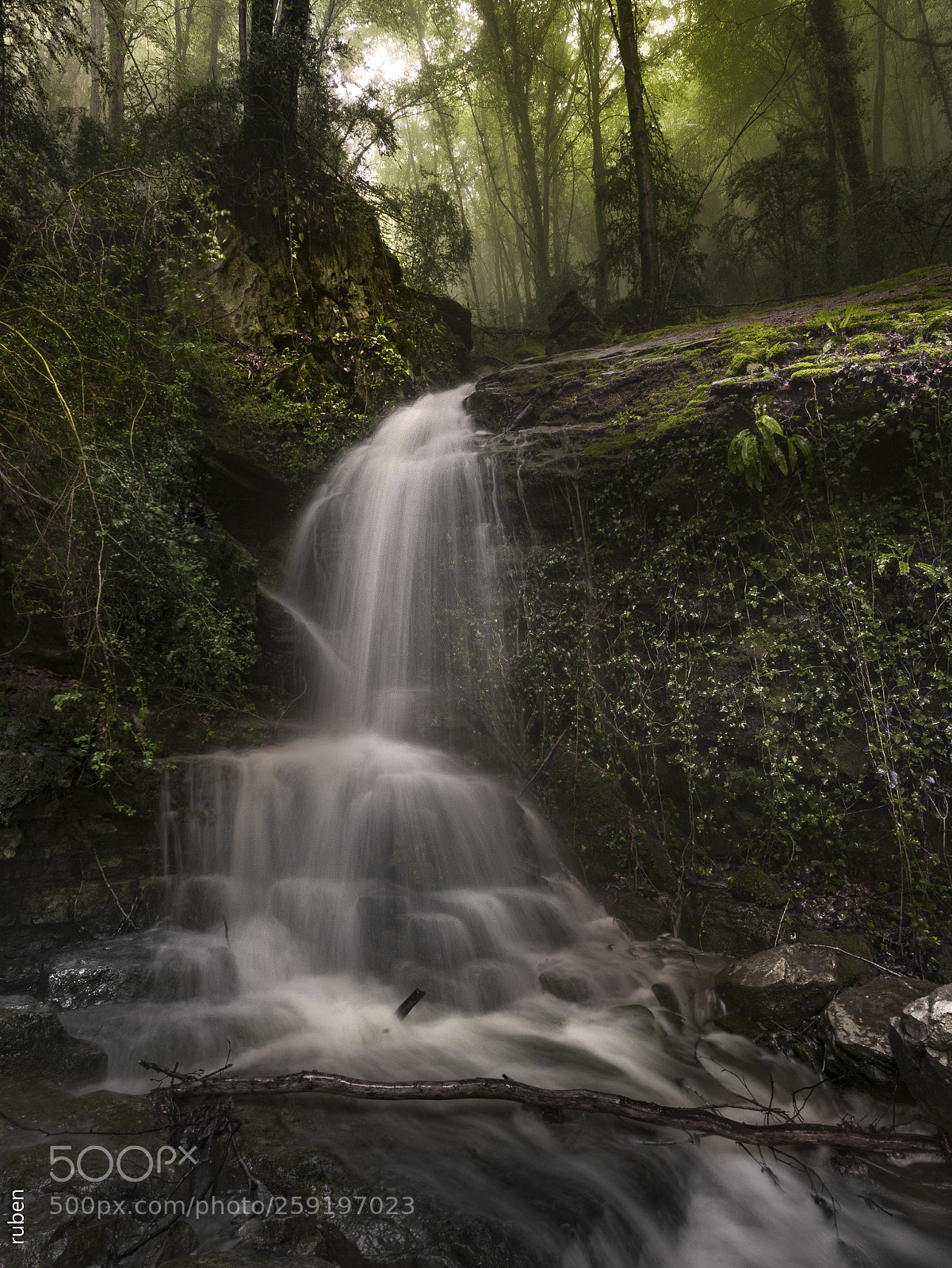 Nikon D610 sample photo. Into the forest photography
