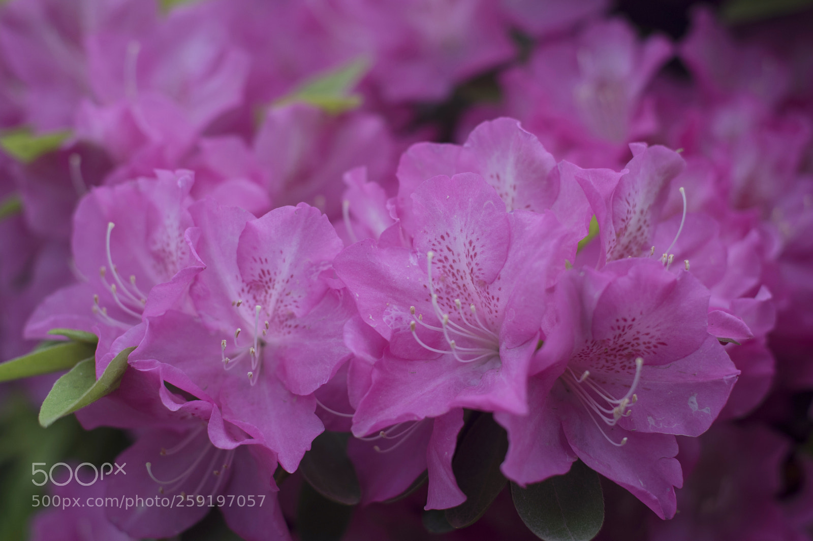 Nikon D750 sample photo. Azalea photography