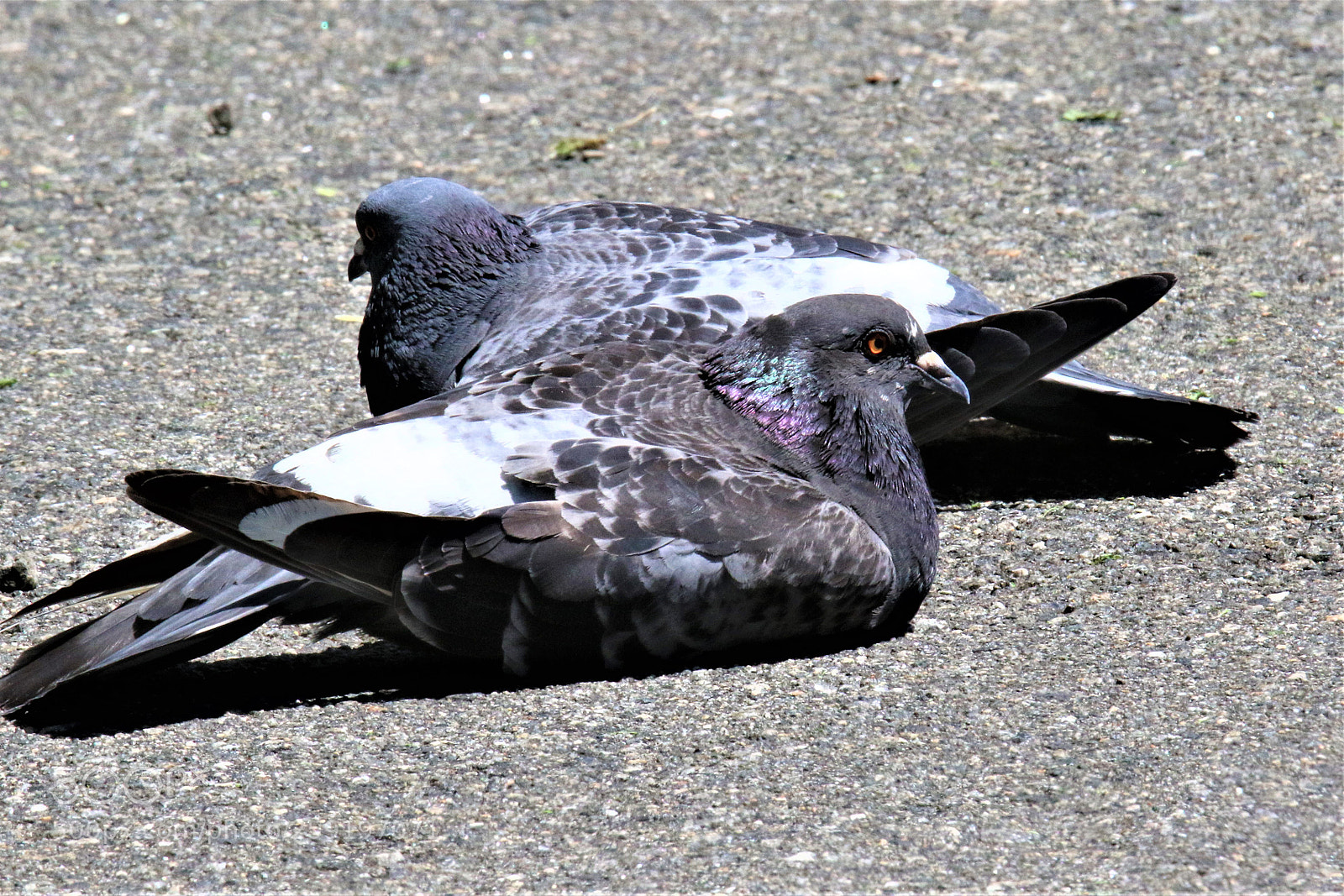 Canon EOS 7D Mark II sample photo. Pigeon's resting on the photography