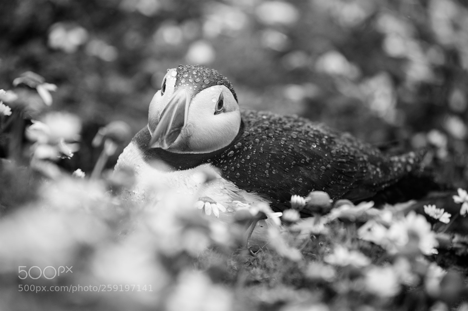 Canon EOS 5DS R sample photo. Wet puffin photography