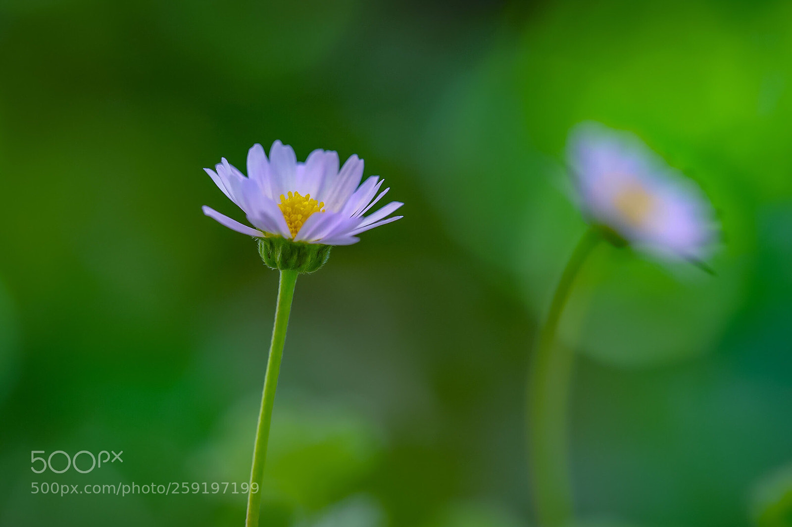 Canon EOS 6D Mark II sample photo. I want to feel photography
