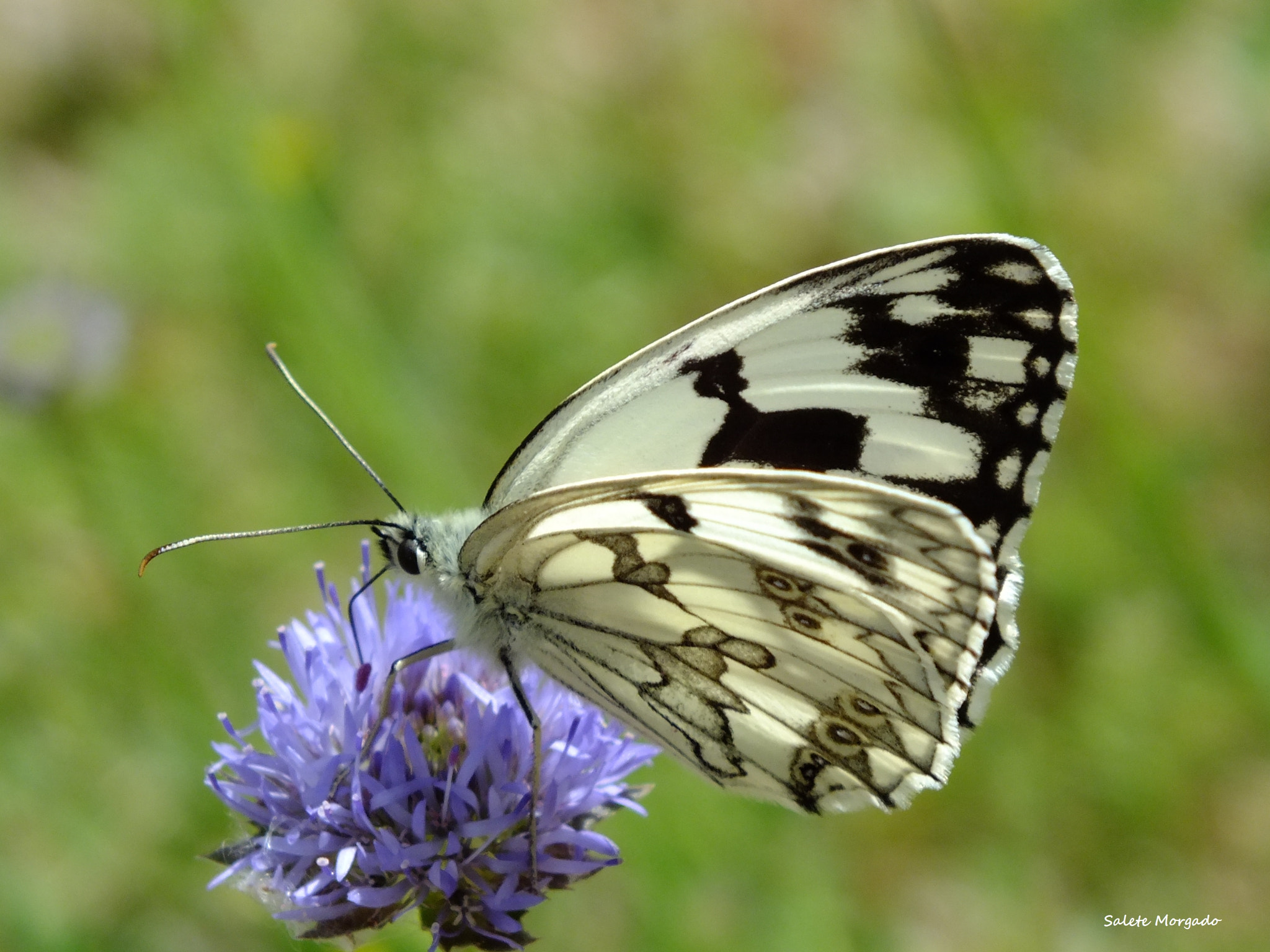 Fujifilm FinePix HS30EXR sample photo. Borboleta melanargia lachesis photography