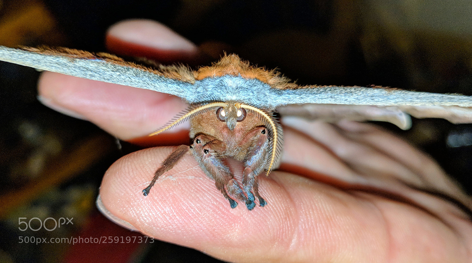Google Pixel 2 XL sample photo. The moth stare down photography