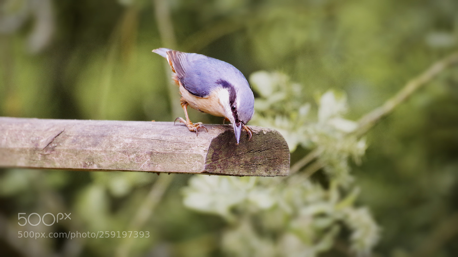 Pentax K-30 sample photo. Nuthatch photography